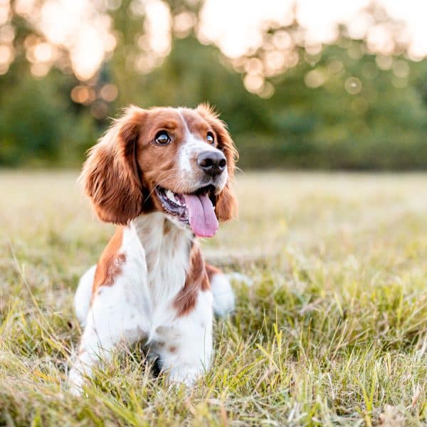 Dog laying on the grass looking up at something